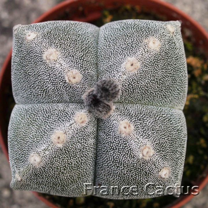 Astrophytum myriostigma quadricostatum 3