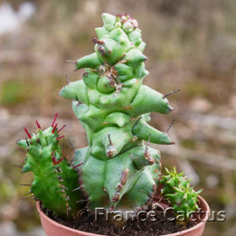 Euphorbia horrida monstruosa 1