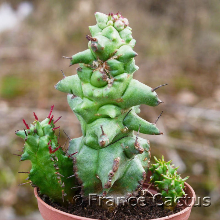 Euphorbia horrida monstruosa 1