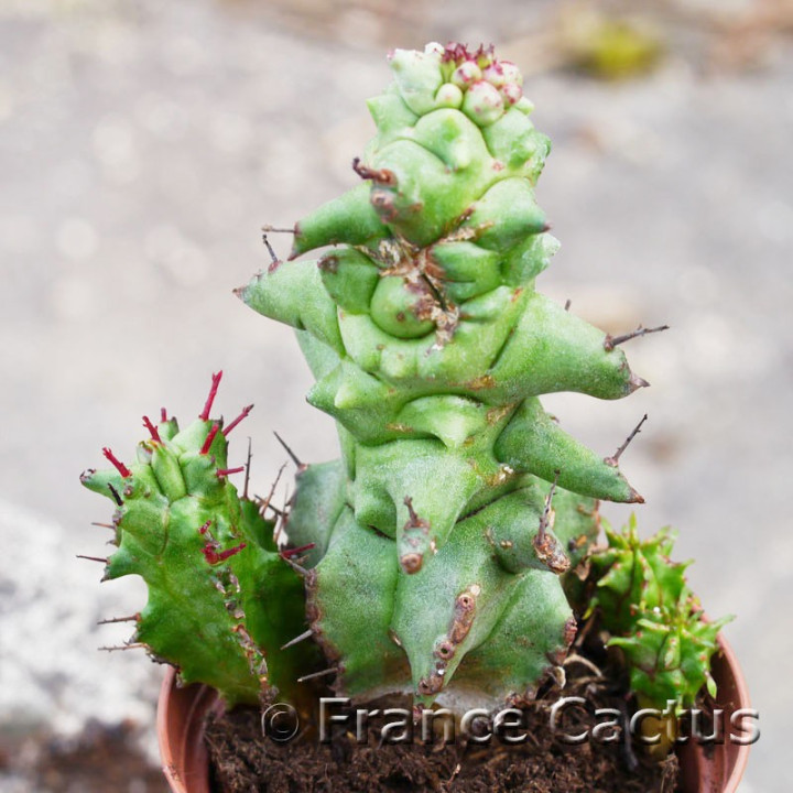 Euphorbia horrida monstruosa 2