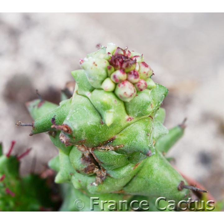 Euphorbia horrida monstruosa 3