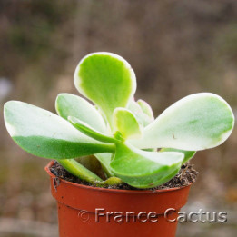 Crassula Money maker 1