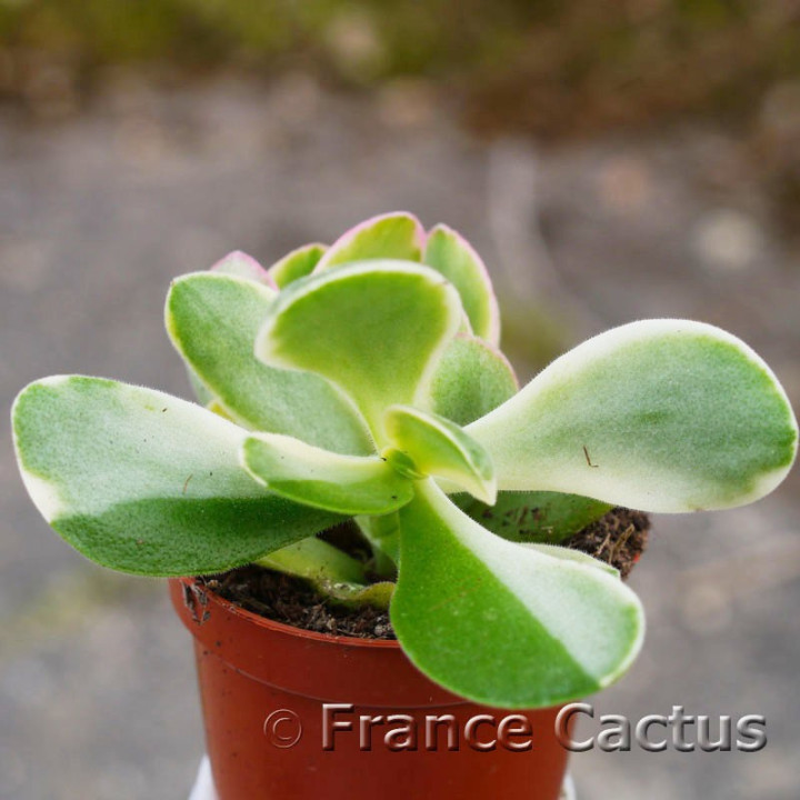 Crassula Money maker 2