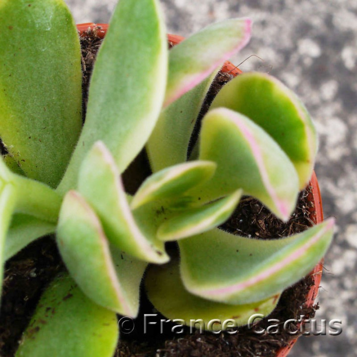 Crassula Money maker 3