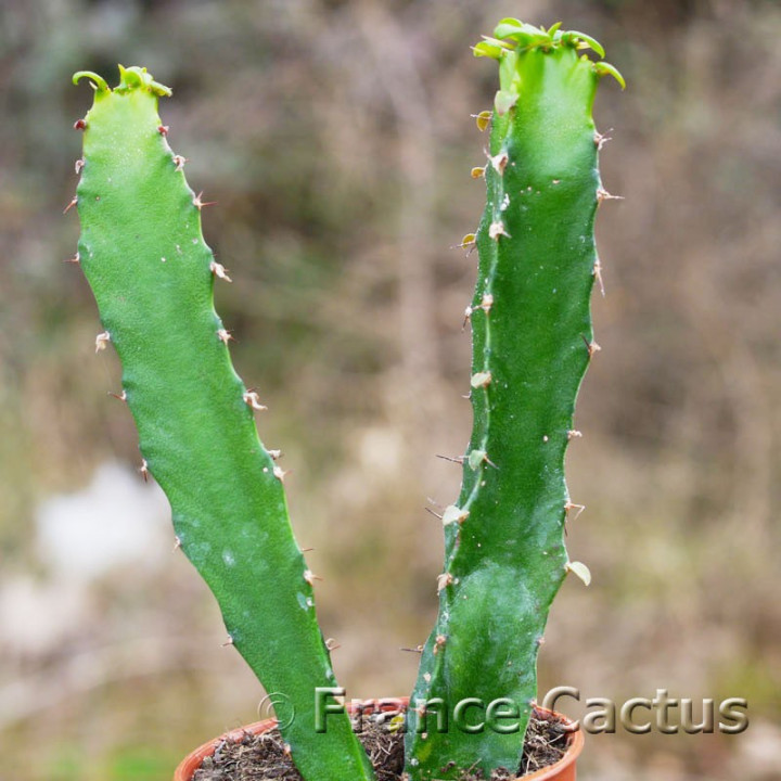Euphorbia triangularis 1