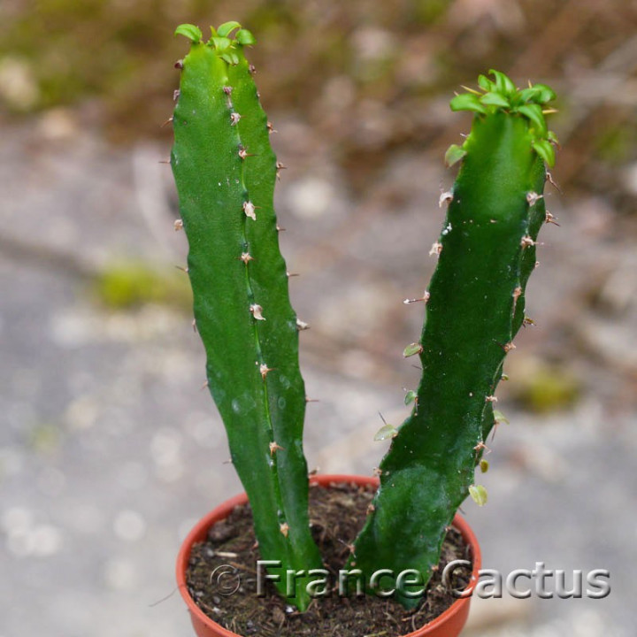 Euphorbia triangularis 2