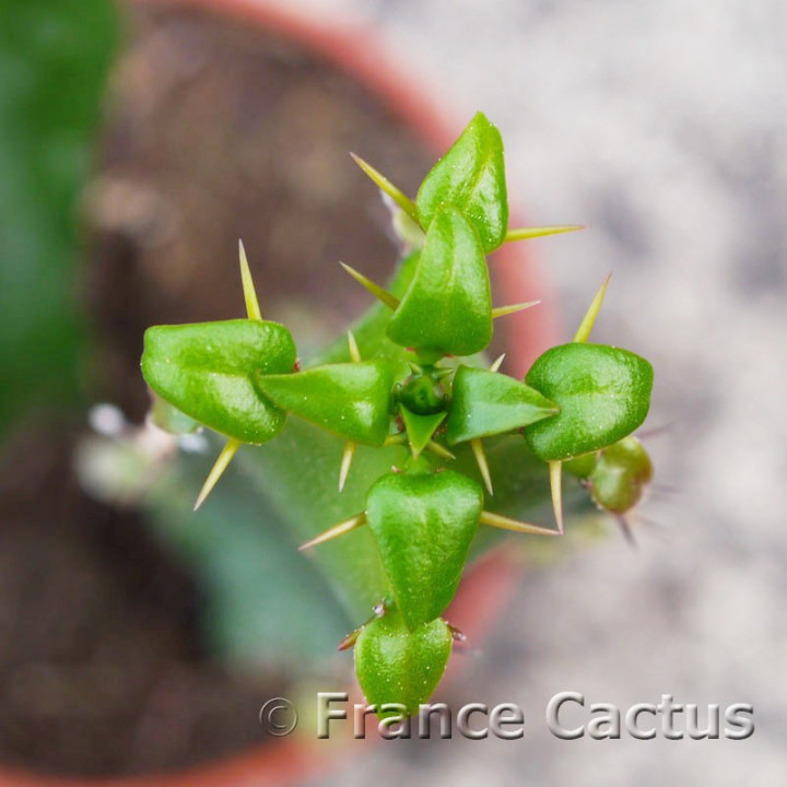 Euphorbia triangularis 3