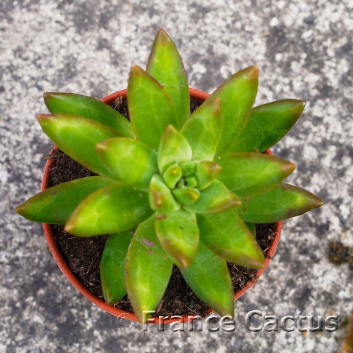 Sedum Nussbaumerianum 5