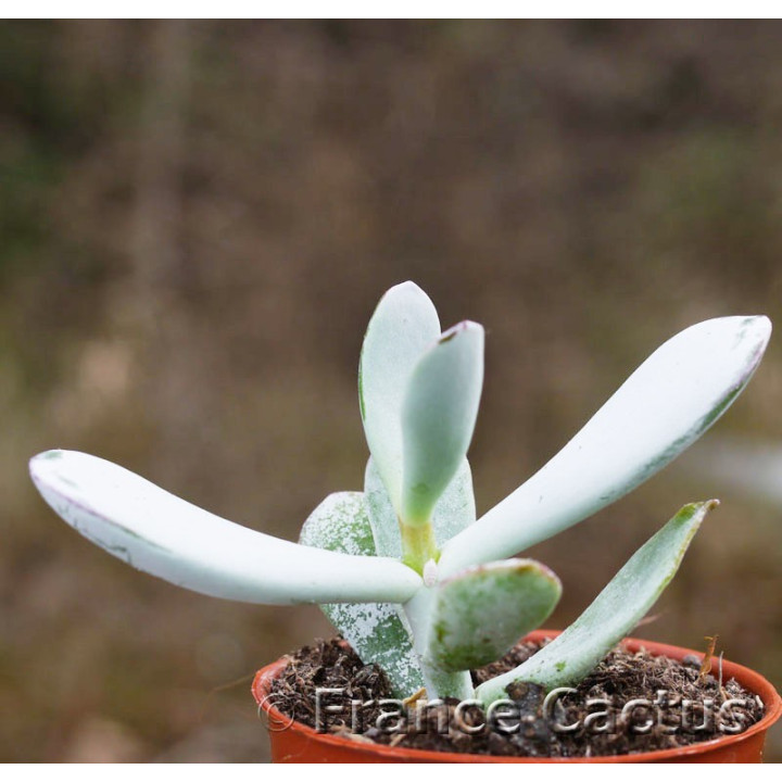 Cotyledon orbiculata 1