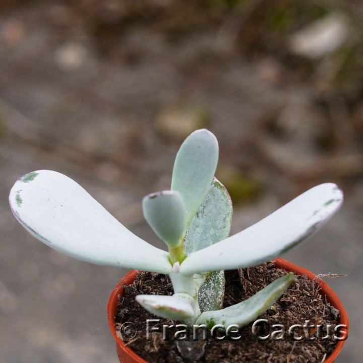 Cotyledon orbiculata 2