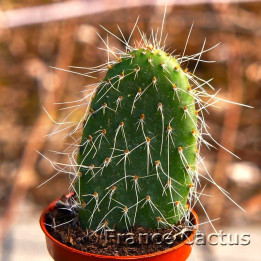 Opuntia pilifera 1