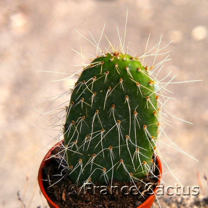 Opuntia pilifera 2