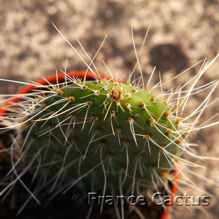 Opuntia pilifera 3