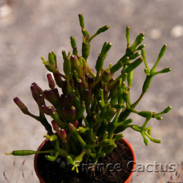 Hatiora salicornioides 2