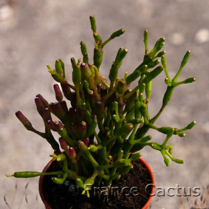 Hatiora salicornioides 2