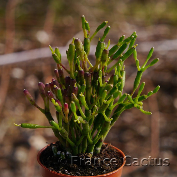 Hatiora salicornioides 1