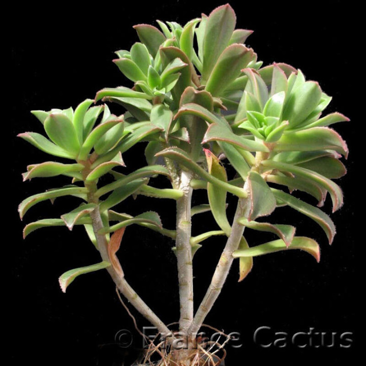 Aeonium Haworthii Pot de 8,5 cm