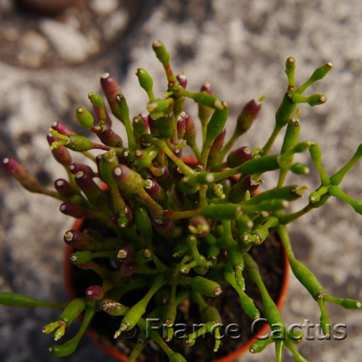 Hatiora salicornioides 3