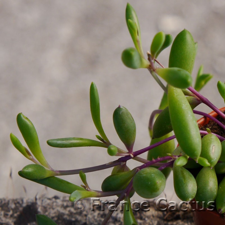Othonna capensis 2