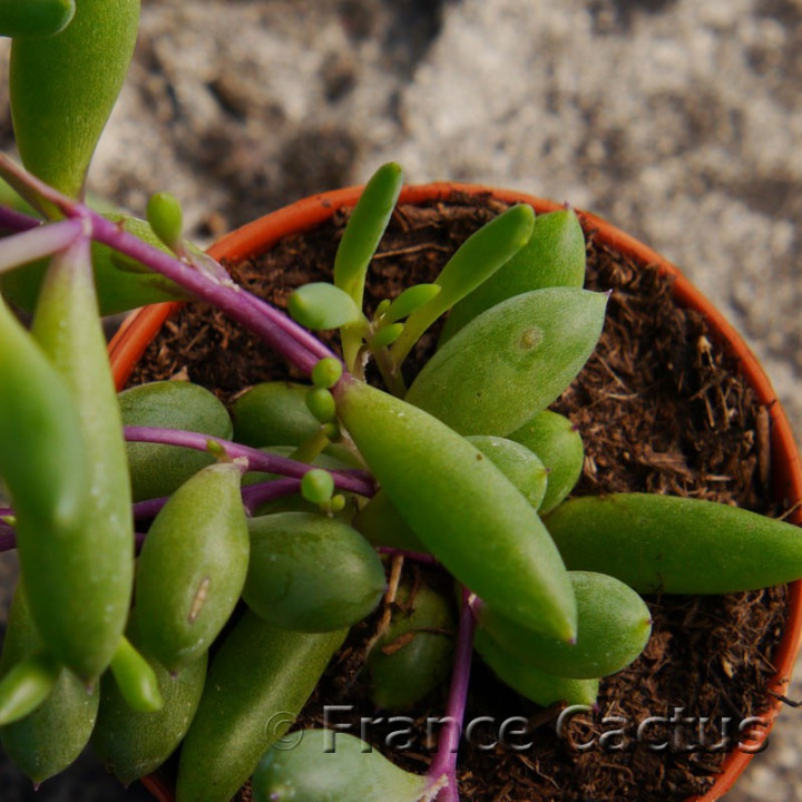 Othonna capensis 3
