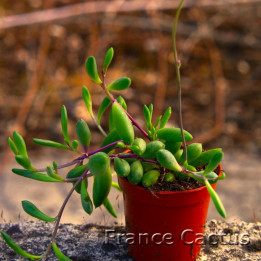 Othonna capensis 1