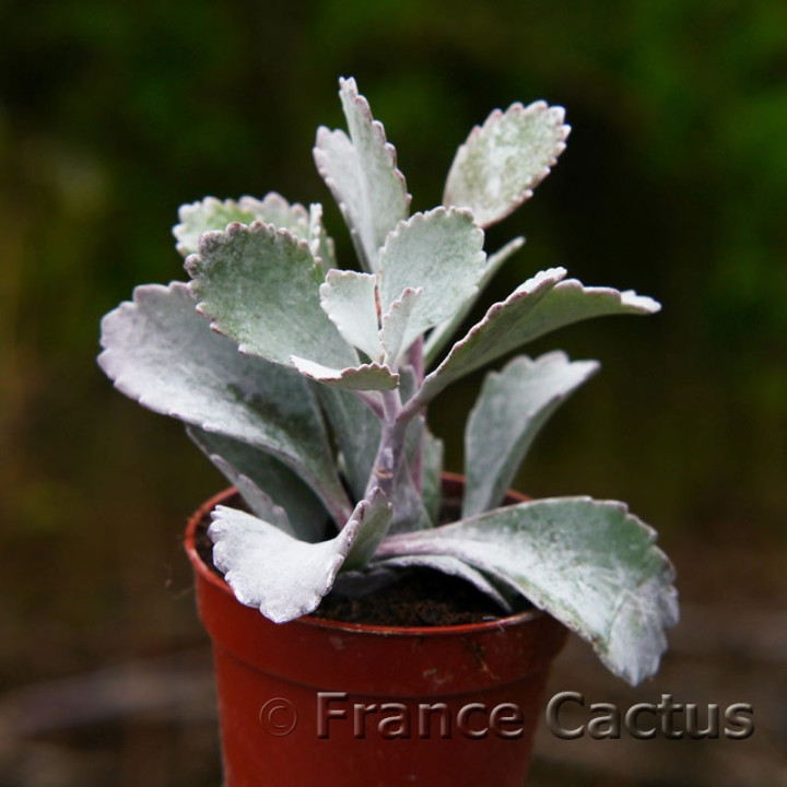 Kalanchoe pumila 1