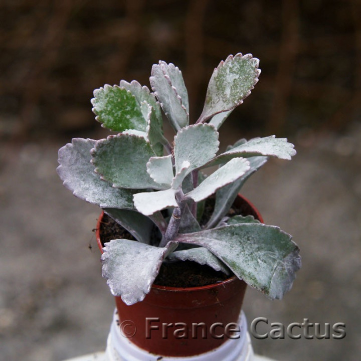 Kalanchoe pumila 2