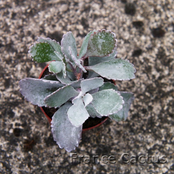 Kalanchoe pumila 3