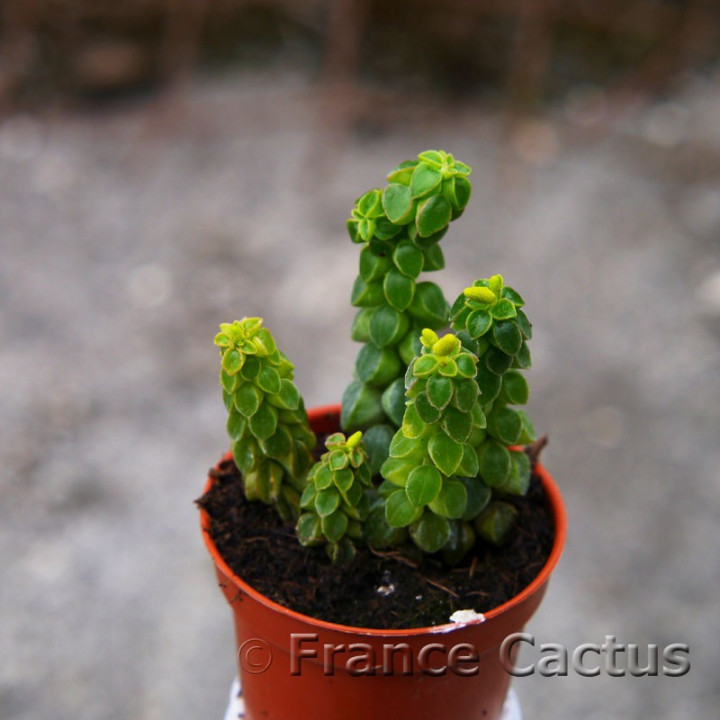 Peperomia columella 2