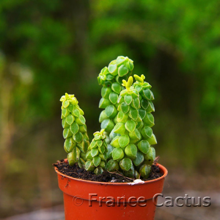 Peperomia columella 1