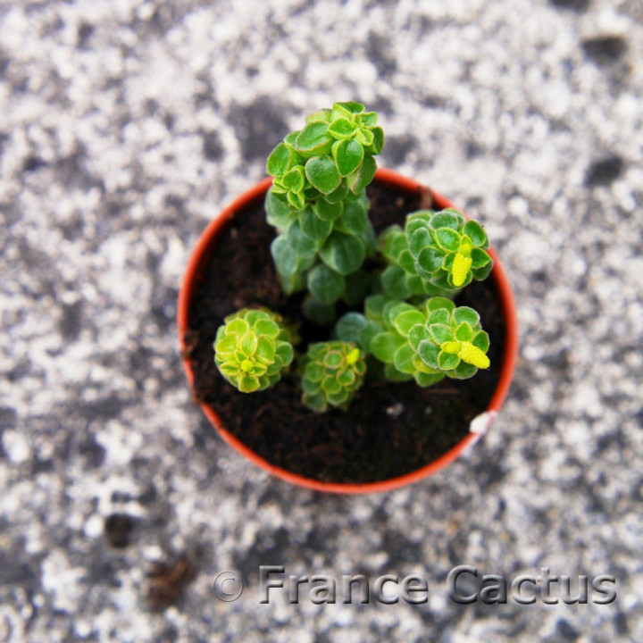 Peperomia columella 3
