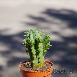 Euphorbia aggregata 1