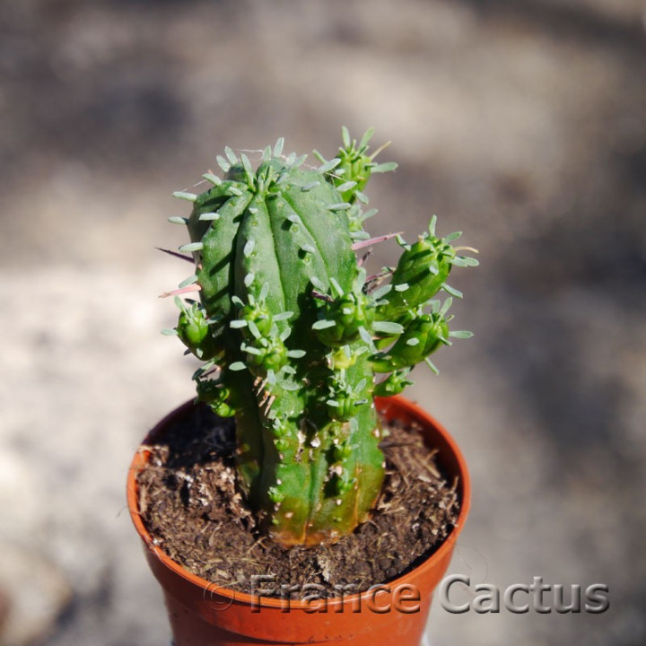 Euphorbia aggregata 2