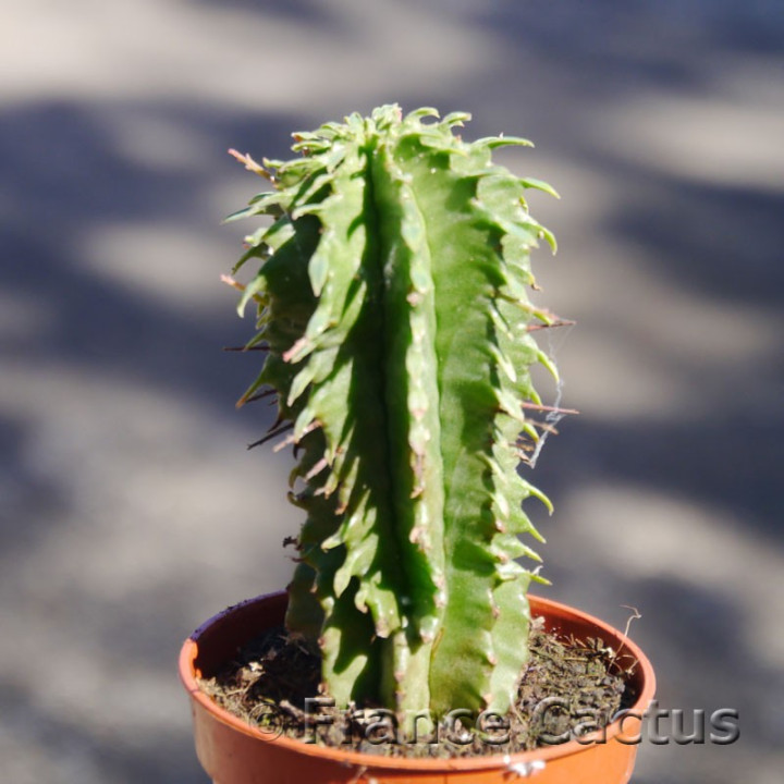 Euphorbia pulvinata 1