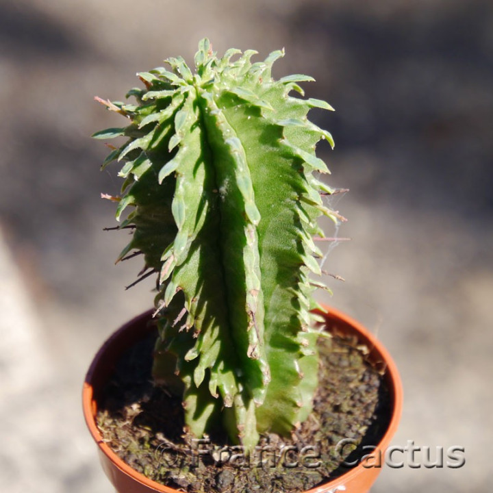 Euphorbia pulvinata 2