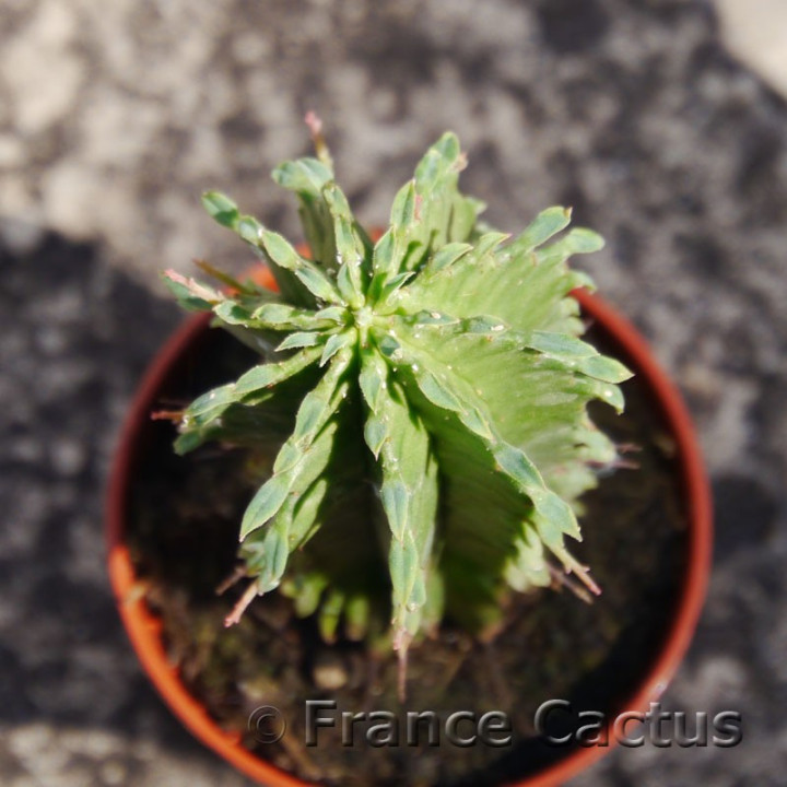 Euphorbia pulvinata 3