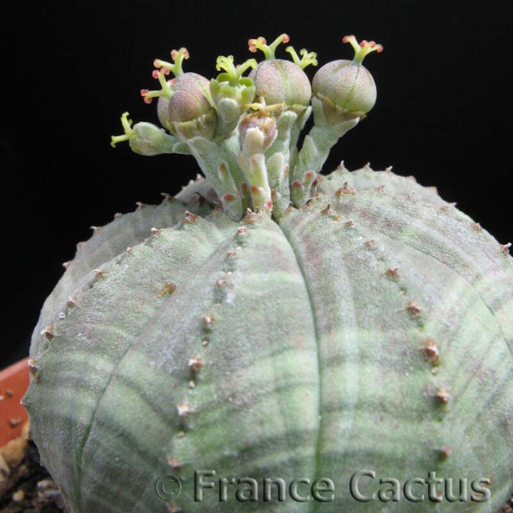 Euphorbia Obesa fleurs