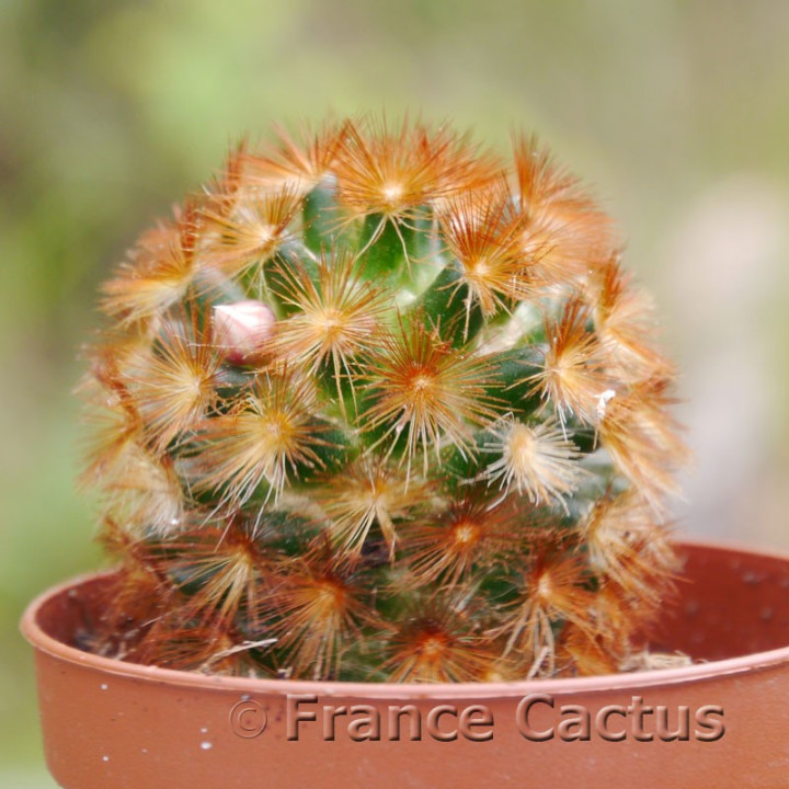 Mammillaria carmenae 1