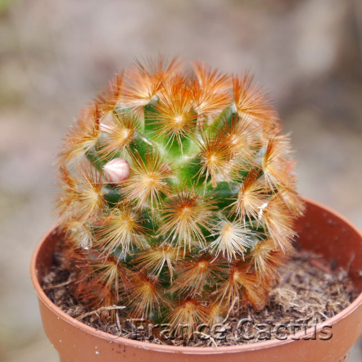 Mammillaria carmenae 2