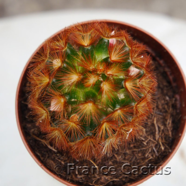 Mammillaria carmenae 3