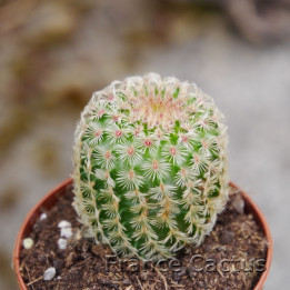 Echinocereus pectinatus 2