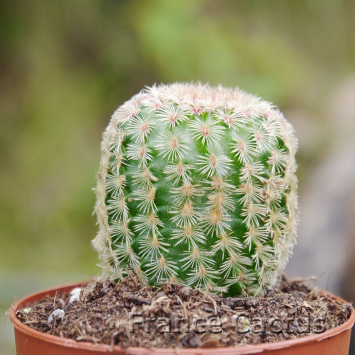 Echinocereus pectinatus 1