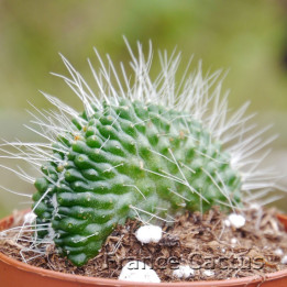 Mammillaria spinosissima “Un Pico” crestata 1