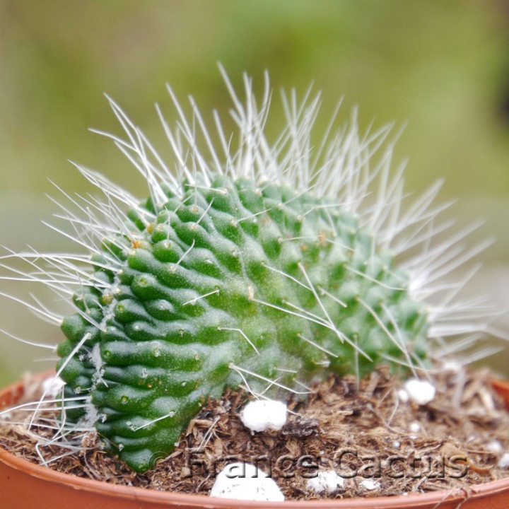 Mammillaria spinosissima “Un Pico” crestata 1