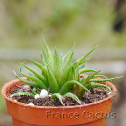 Haworthia chloracantha var. denticulifera
1