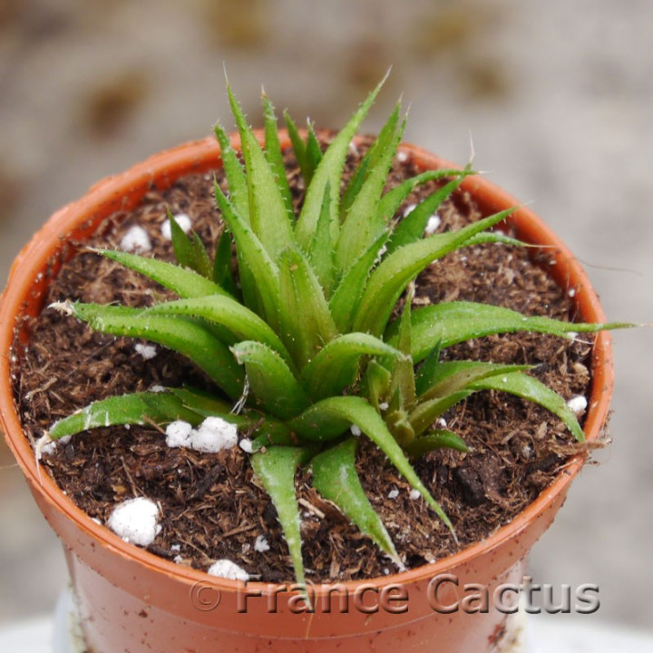 Haworthia chloracantha var. denticulifera
2