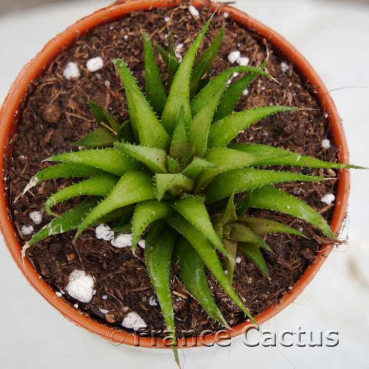 Haworthia chloracantha var. denticulifera
3
