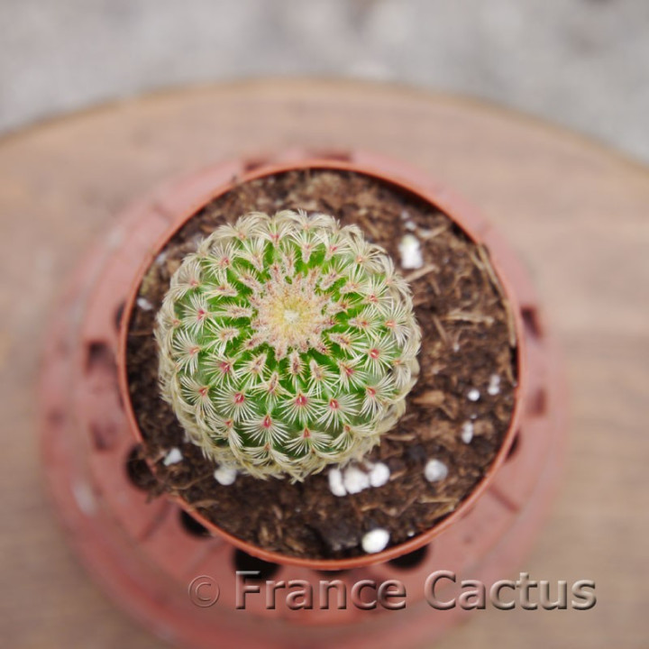 Echinocereus pectinatus 3