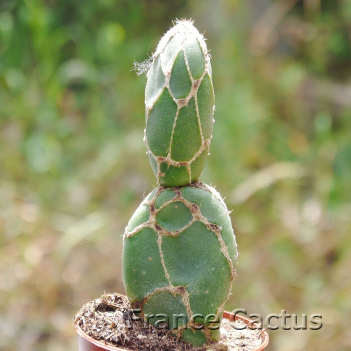 Opuntia zebrina 1