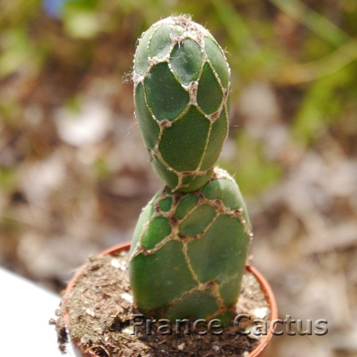 Opuntia zebrina 2